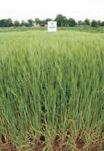 Jęczmień jary SUWEREN, Hodowla Roślin Strzelce sp  z o o  Grupa IHAR, Strzelce